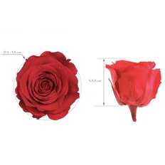 Amour FlorPassion Rose Eterne Box
