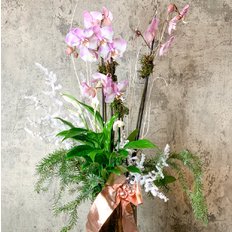 Consegna Orchidea Natale Milano | Fiorista a domicilio FlorPassion