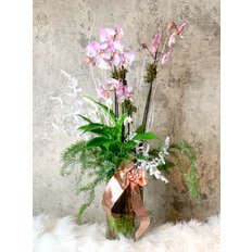 Winter Pink Orchid