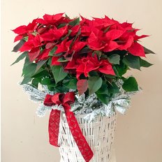 Christmas White Poinsettia | Flowers and Gifts Milano