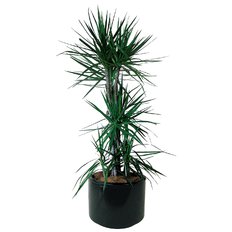 Piante Online Milano | Piante a Domicilio | FlorPassion