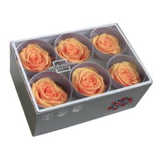 Orange Preserved Roses, 6pcs