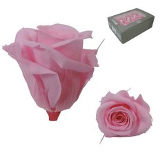Pastel Pink Preserved Mini Roses, 12pcs