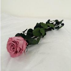 Preserved Rose, Cherry