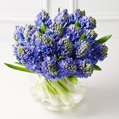 Blue Hyacinths Bouquet Delivery | Local Florist Milan