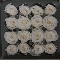 White Preserved Roses, 16pcs