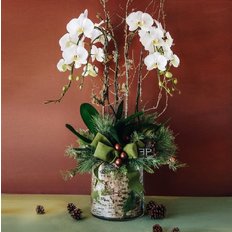 Pianta Orchidea Bianca | Regalo Natale Consegna Gratuita Milano